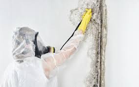 Best Attic Mold Removal in USA